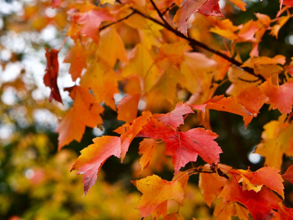 Acadia National Park in Maine Acadia National Park in Maine